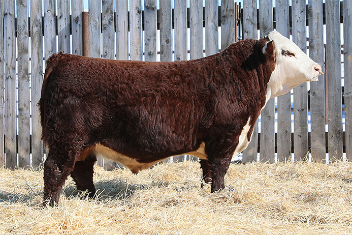 Hereford bull